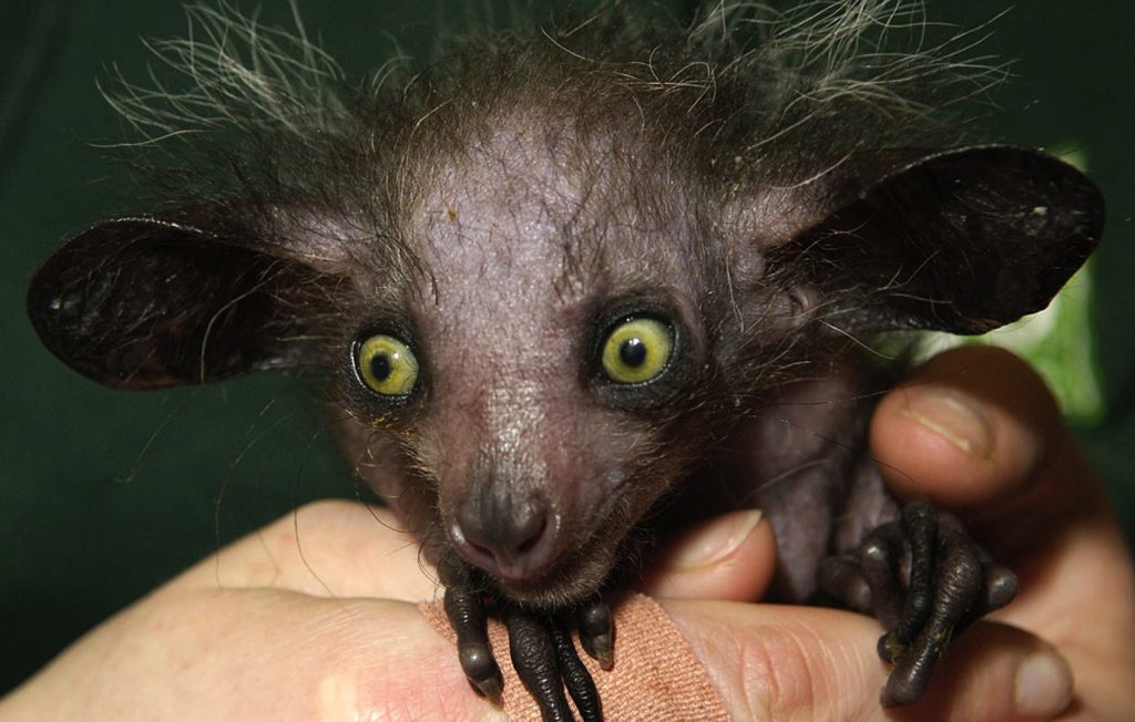 An aye-aye