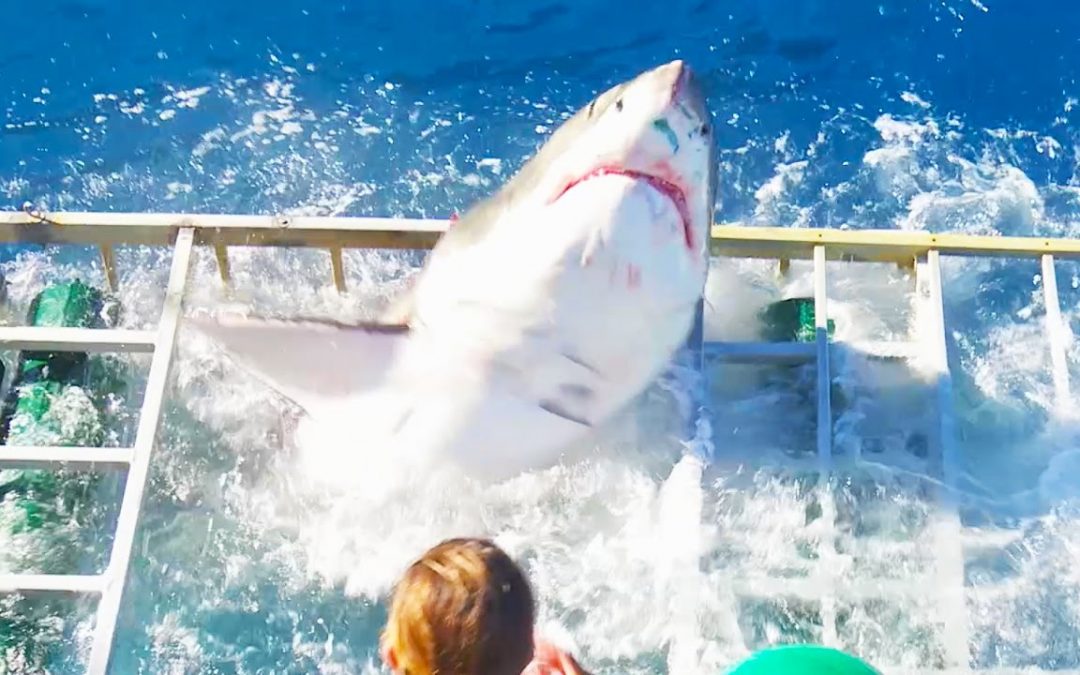Great White Shark Enters Cage With Diver