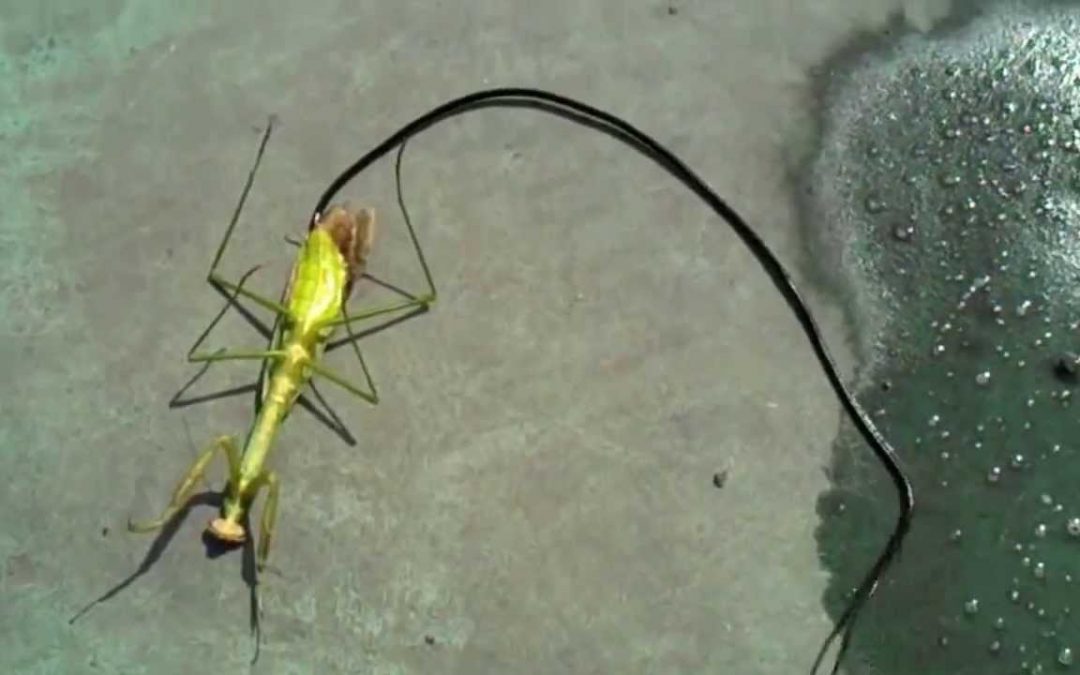 Guy Kills a Zombie Praying Mantis, Revealing a Huge Parasite Living Inside
