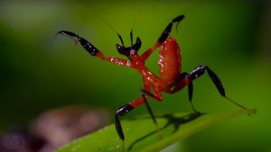 Kung Fu Praying Mantis Vs Jumping Spider