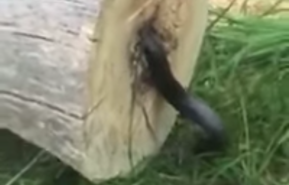 Man Cuts Down Tree, Finds A Creepy Surprise Inside