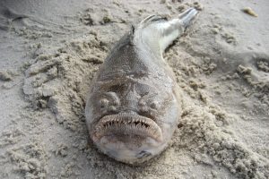 Northern Stargazer ugly fish