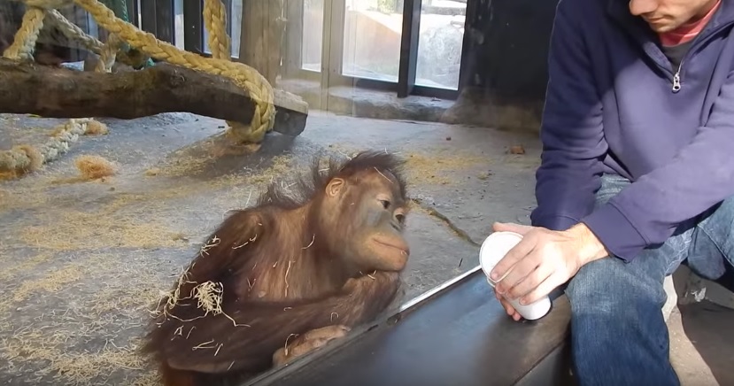Orangutan Reacts to Magic Trick