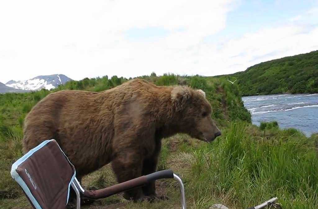 Wild Bear Chills Out Next To Man