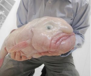 The Top 15 Creepiest Animals That Will Haunt Your Nightmares