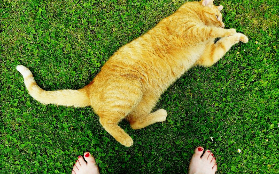 10 Ways Your Cat Shows They Love You
