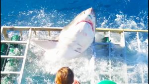 Great White Shark Enters Cage With Diver