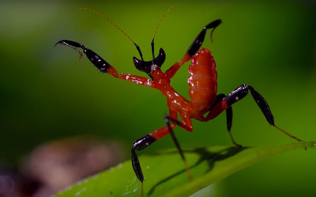 Kung Fu Praying Mantis Vs Jumping Spider