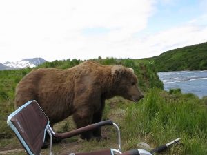 Wild Bear Chills Out Next To Man